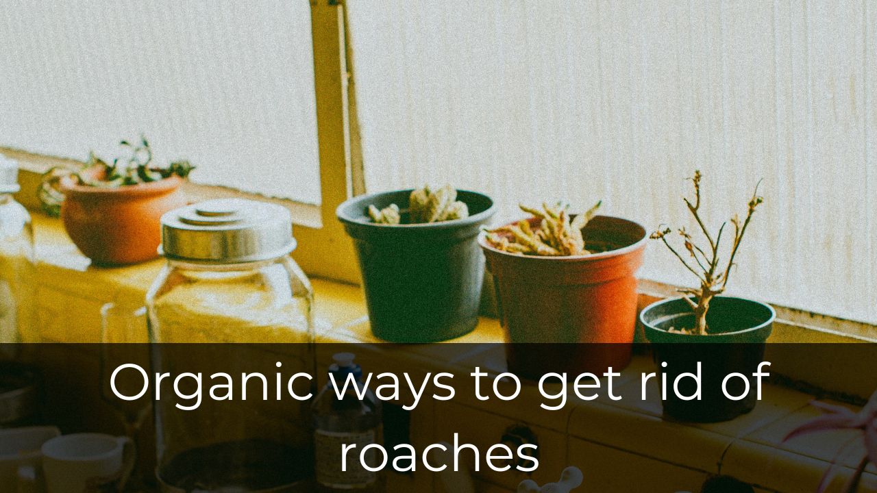 Organic ways to get rid of roaches